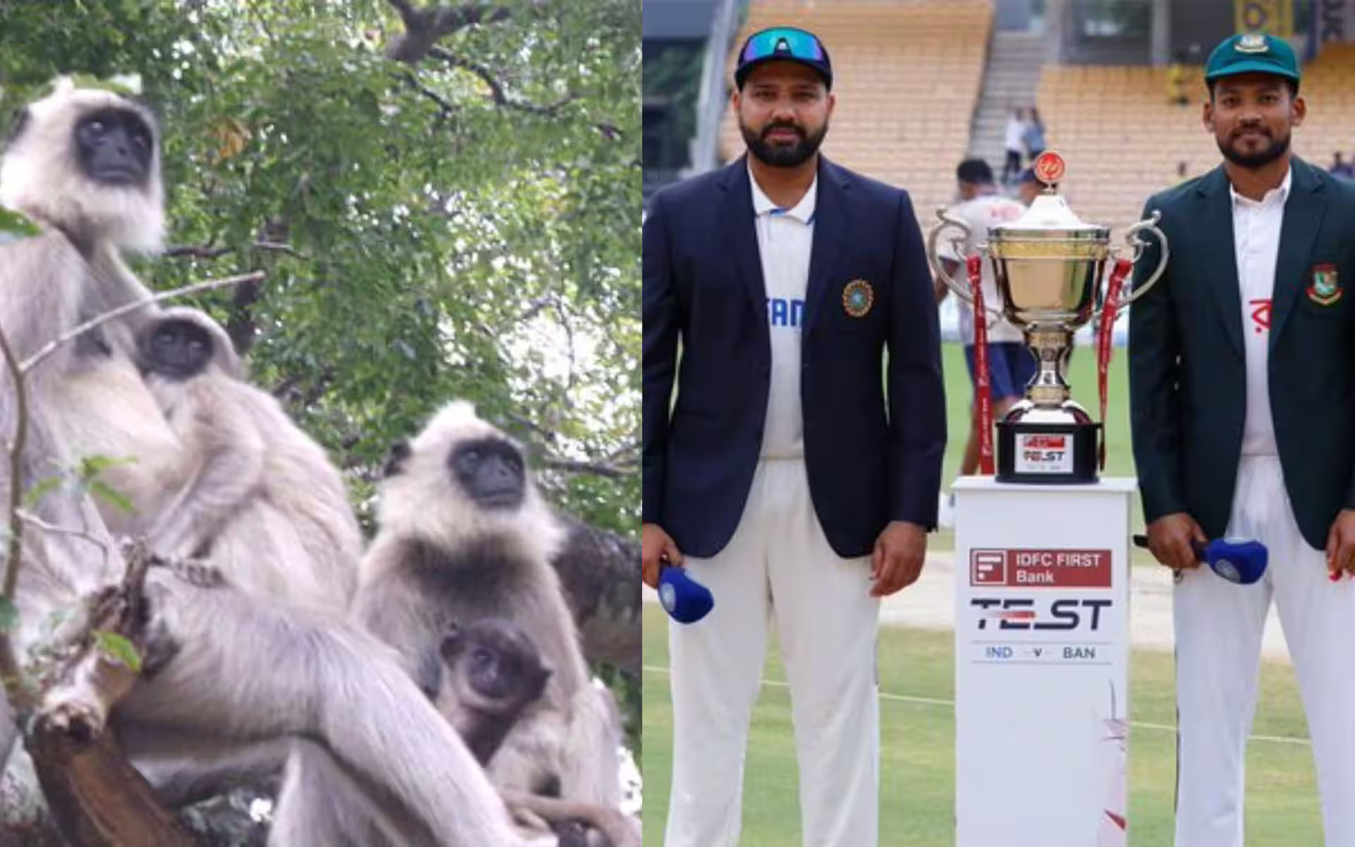 IND vs BAN 2024: At Green Park Stadium at UPCA hires langurs to tackle monkey menace
